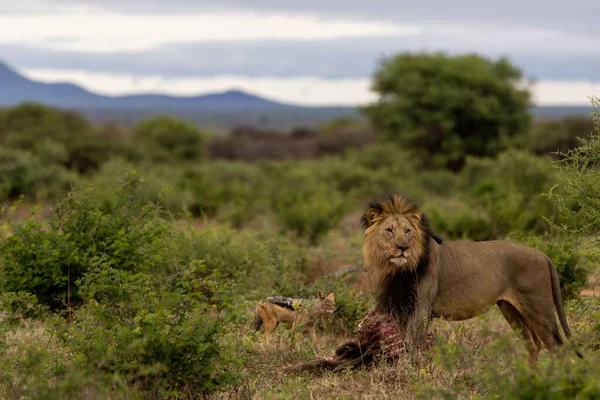Взрослый Лев Пожирает Свою Добычу Поле Маратабе Южная Африка — стоковое фото