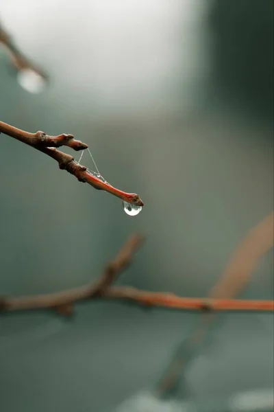 Vertical Shot Branch Water Droplets — Stock Photo, Image