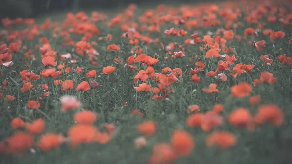 一只红罂粟在田野里盛开的特写镜头 — 图库照片