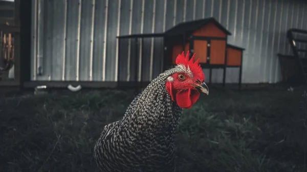 Курица Плимут Рок Зеленой Ферме — стоковое фото