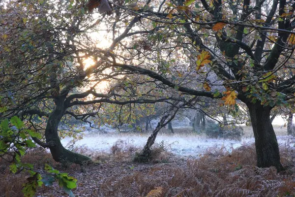 Прекрасний Знімок Безлистяних Дерев Парку Саттон Бірмінгемі Великобританія — стокове фото