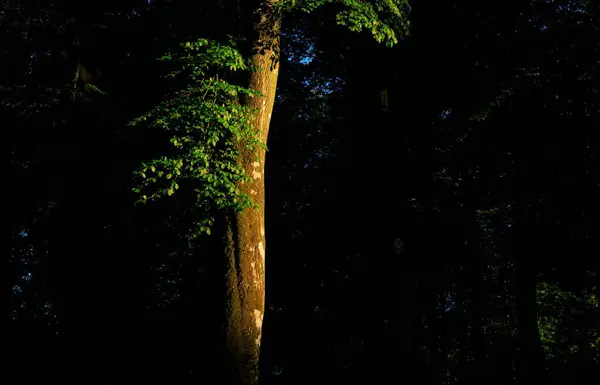 Árvores Verdes Cresceram Uma Floresta Durante Nascer Sol Dourado Fundo — Fotografia de Stock