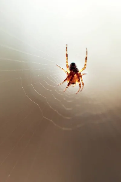 Vertikální Záběr Evropského Pavouka Pavučině Pod Slunečním Světlem Rozmazaným Pozadím — Stock fotografie