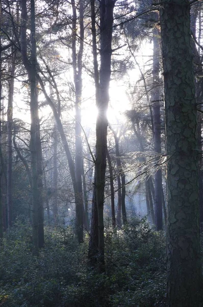 Birmingham Ngiltere Deki Sutton Park Bir Sonbahar Ormanının Dikey Görüntüsü — Stok fotoğraf