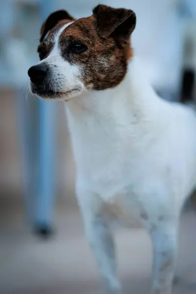 Retrato Vertical Cãozinho Bonito Olhando Para Distância — Fotografia de Stock
