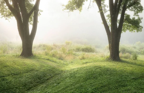Una Vista Panorámica Árbol Verde Champions Park Louisville Kentucky Amanecer — Foto de Stock