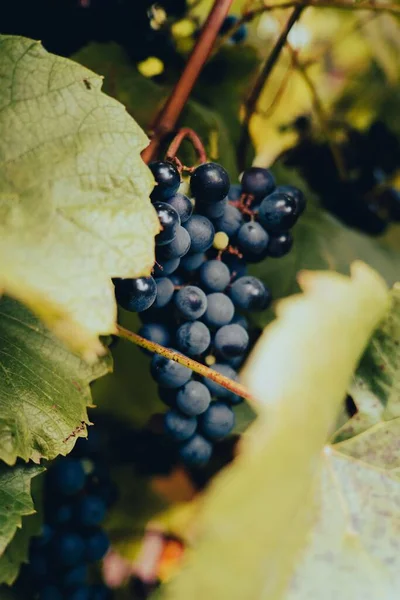 Een Verticaal Schot Van Druiven Wijnstokken Een Wijngaard Onder Het — Stockfoto