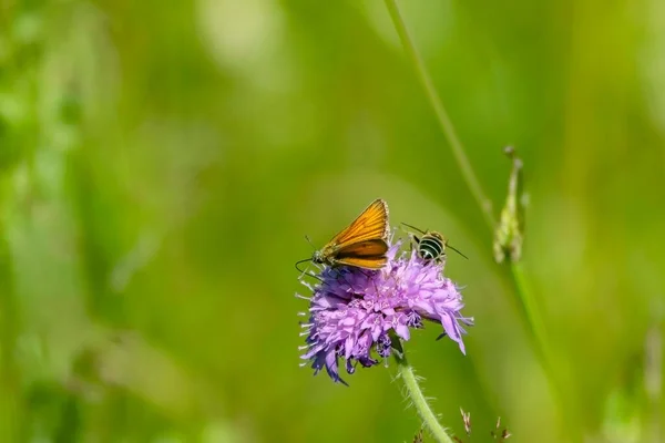 Крупним Планом Маленький Промах Метелик Бджола Фіолетовій Дикій Квітці Під — стокове фото