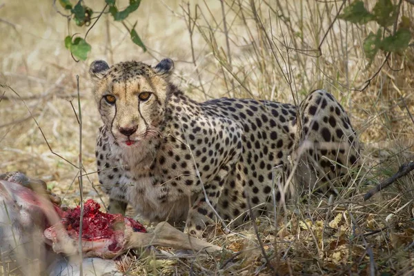 Cheetah Dataran Taman Nasional Serengeti — Stok Foto