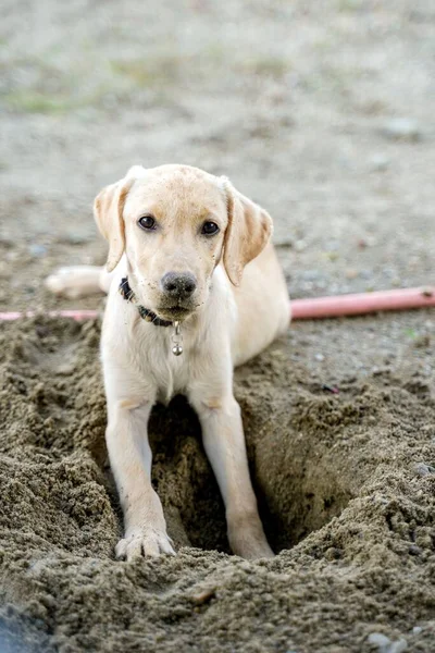 Colpo Verticale Simpatico Cucciolo Labrador Scavare Buco Nel Terreno Guardando — Foto Stock