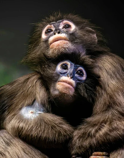 Colpo Verticale Due Scimmie Che Abbracciano Parco Kerala India — Foto Stock