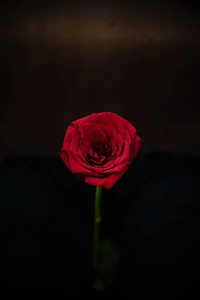 Gros Plan Une Rose Rouge Sur Fond Flou — Photo