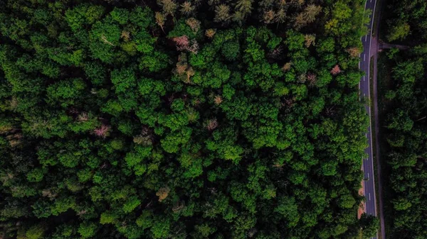Uma Vista Aérea Uma Estrada Rodeada Árvores Florestais — Fotografia de Stock