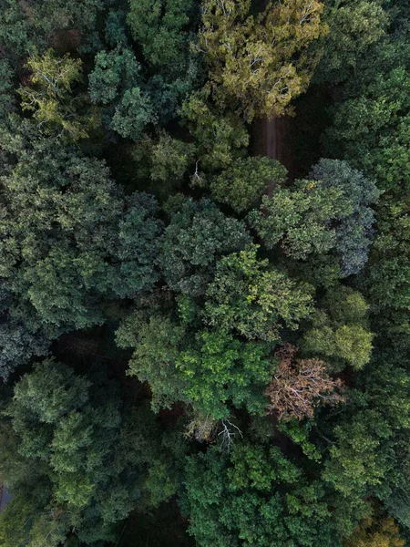 Vue Verticale Une Forêt Feuillus Avec Grands Arbres Verts — Photo