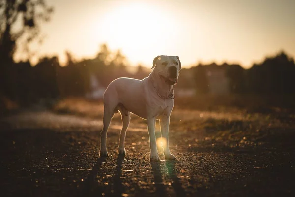 Selective Focus Shot White Labrador Retriever Outdoors Sunset — Stock Photo, Image