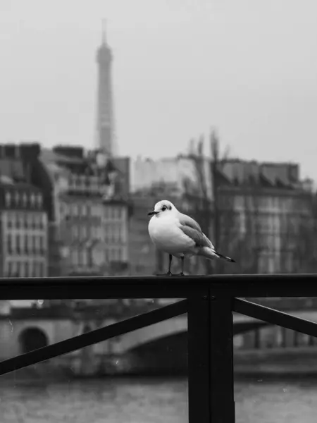 在桥上栖息着一只灰比例的海鸟的垂直镜头 法国巴黎埃菲尔铁塔 — 图库照片