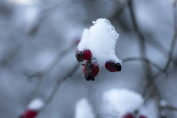 Nærbilde Rosenhoftebær Dekket Snø Vinterdag – stockfoto