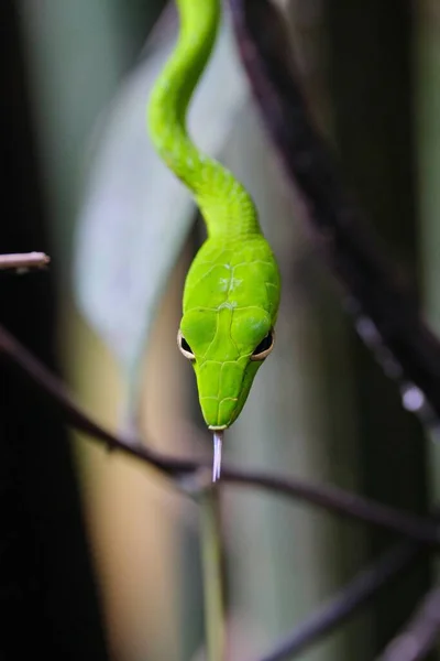暗い背景に明るい緑のAhaetulla Prasinaヘビのクローズアップ詳細ショット — ストック写真