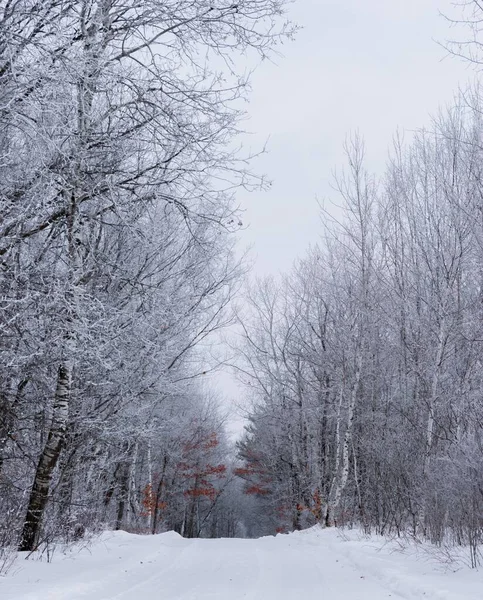 明尼苏达州 一条被冰冻的树木环绕的被雪覆盖的道路的垂直截图 — 图库照片