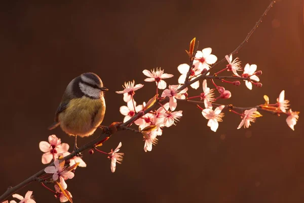Beautiful View Great Tit Tree Branch — 스톡 사진