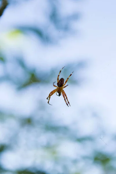 網を織る一般的なクロス アラネウス科 クモの垂直接近 — ストック写真