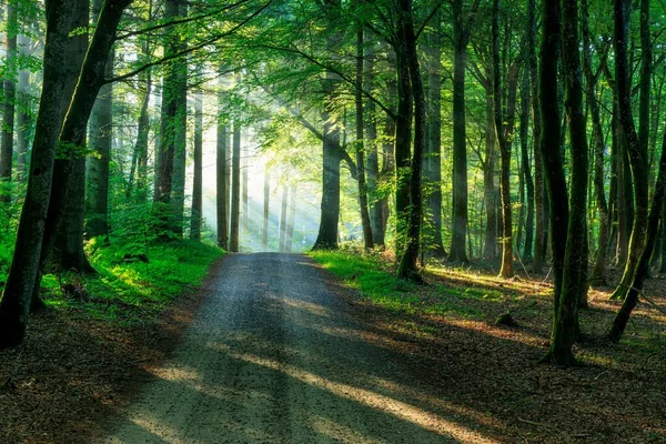 Uma Vista Panorâmica Uma Estrada Meio Árvores Florestais Com Luz — Fotografia de Stock