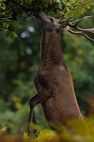 一头红鹿的垂直镜头 它的鹿角很大 可以跳起来吃树上的叶子 — 图库照片