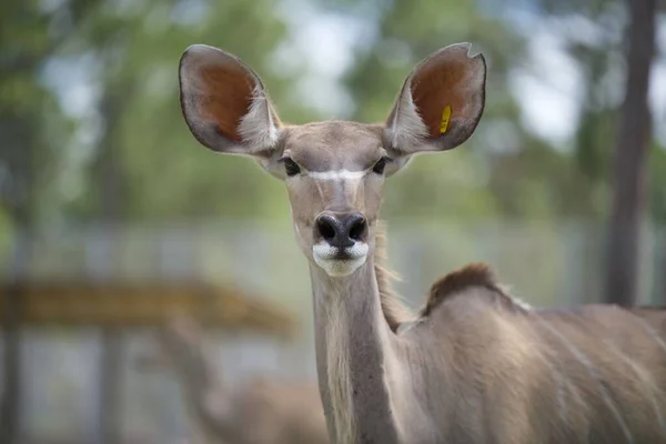 Portrait Une Jeune Antilope Kudu Zoo Avec Fond Flou — Photo