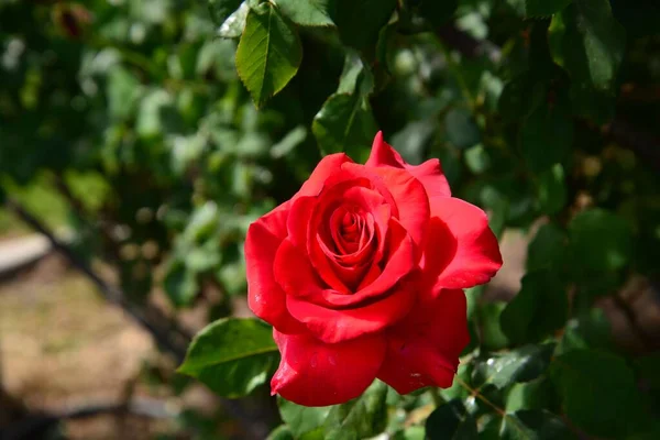 Ένα Κοντινό Πλάνο Ενός Κόκκινου Τριαντάφυλλου Στον Θάμνο — Φωτογραφία Αρχείου