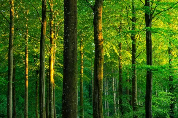 Los Árboles Verdes Crecen Bosque Denso Durante Día Temporada Verano — Foto de Stock