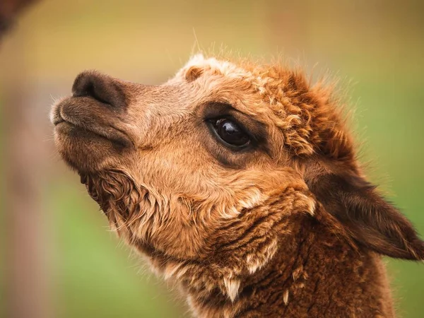 Bir Devenin Yakın Çekimi Camelus — Stok fotoğraf