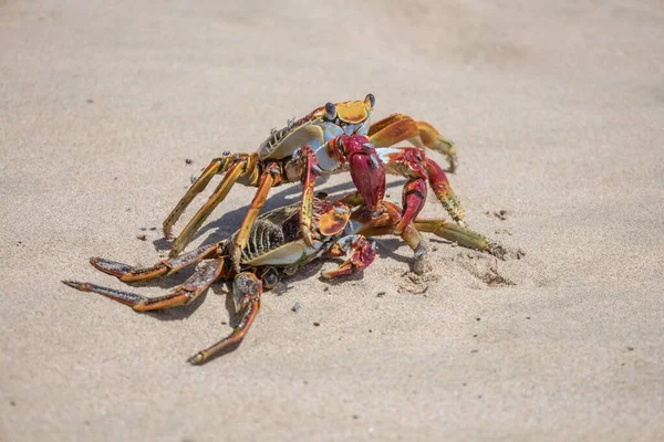 Grapsus Grapsus的特写镜头 沙地上两只红色的螃蟹 — 图库照片