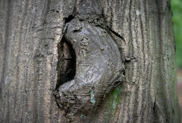 Ein Dicker Baumstamm Textur Hintergrund — Stockfoto