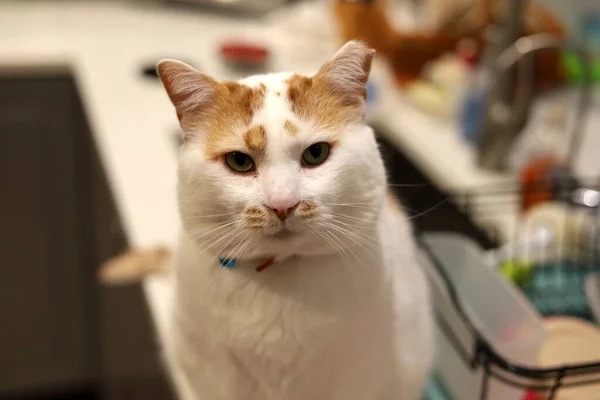 キッチンに座ってる可愛い猫のクローズアップ — ストック写真