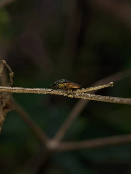 Closeup Fly Stomorhina Lunata Wooden Branch Blurred Background — Stock Photo, Image