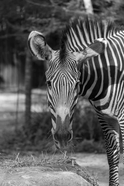 Tiro Vertical Preto Branco Uma Zebra Mandai Cingapura — Fotografia de Stock