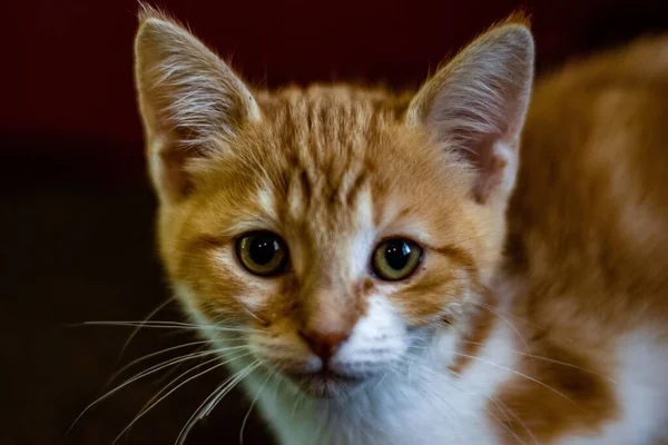 Zencefilli Bir Kedi Yavrusunun Yakın Çekimi — Stok fotoğraf