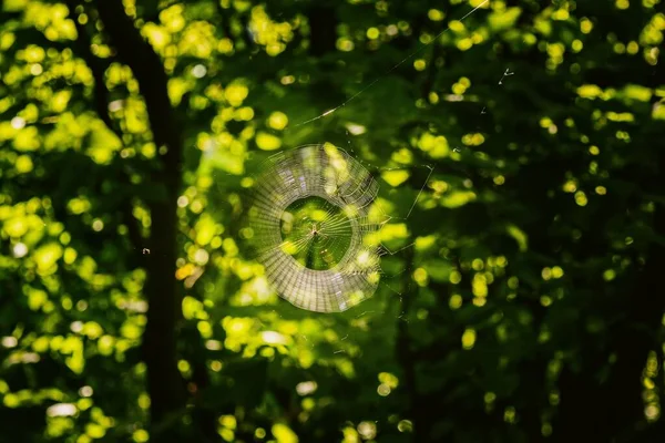 Egy Pókháló Közelsége Napsütötte Fákkal Elmosódott Háttérrel — Stock Fotó