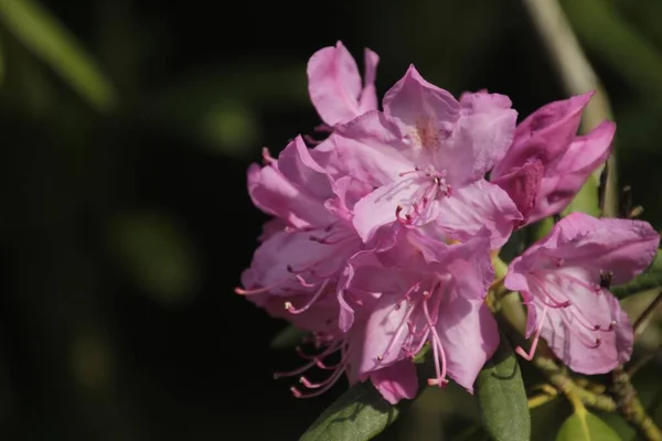 Primer Plano Una Flor Rhododendron Rosa — Foto de Stock