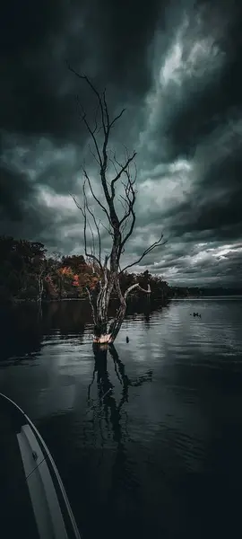 暗い劇的な雲の下の湖で乾燥した枝を持つ単一の木の垂直ショット — ストック写真
