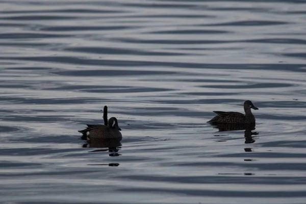 Eine Nahaufnahme Der Silhouetten Zweier Enten Die Abend Plätschernden Wasser — Stockfoto