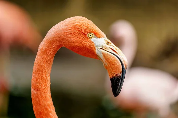 Крупный План Американского Фламинго Большим Изогнутым Клювом Захваченным Сбоку — стоковое фото