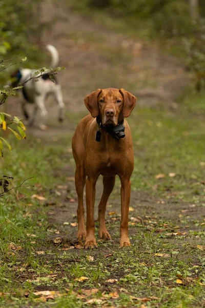 Вид Красивой Собаки Смотрящей Камеру Лесу — стоковое фото