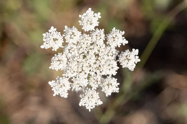 Selektivní Zaostření Záběr Malých Bílých Květin — Stock fotografie
