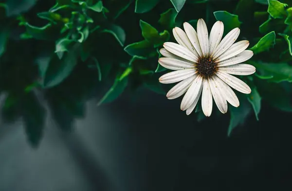 Біла Ромашкова Квітка Вибірковому Фокусі — стокове фото