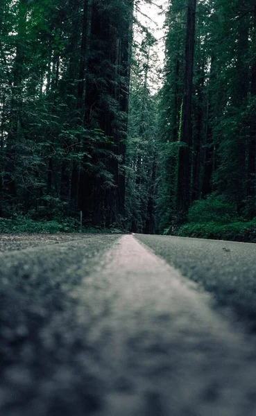 背の高い緑の木の森の中の道路の垂直選択的焦点 — ストック写真