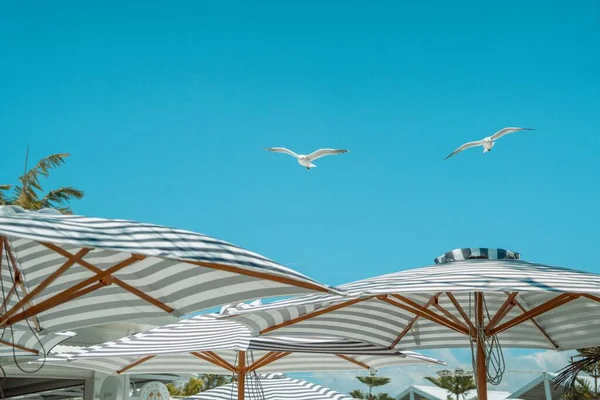 Una Vista Cerca Gaviotas Voladoras Sobre Las Sombrillas Playa —  Fotos de Stock