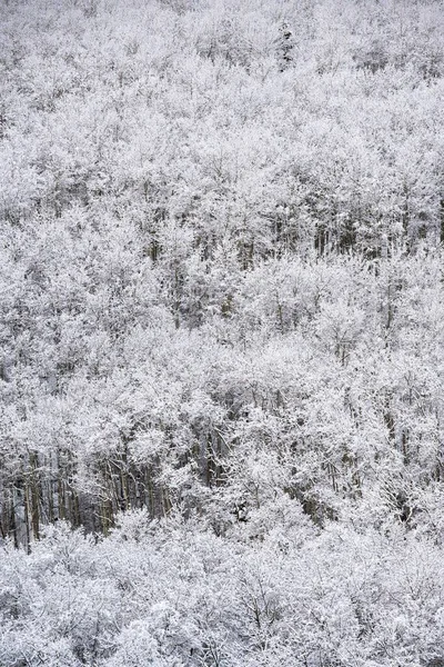 コロラド州ビーバークリークの雪に覆われた鬱蒼としたアスペンの森の空中写真 — ストック写真