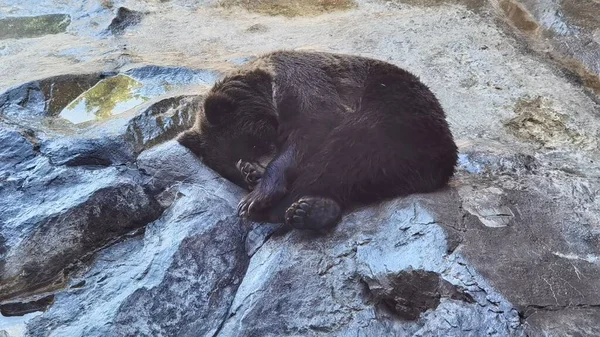 Urso Negro Adormecido Jardim Zoológico — Fotografia de Stock