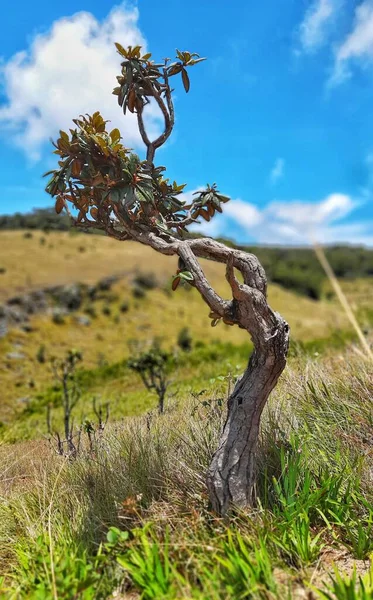Belo Close Uma Única Árvore Crescida Nas Montanhas — Fotografia de Stock